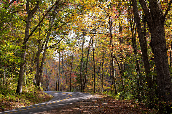 Along Newfound Gap Road, GSMNP_BNG8294