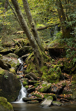 Along Newfound Gap Road, GSMNP_BNG8304
