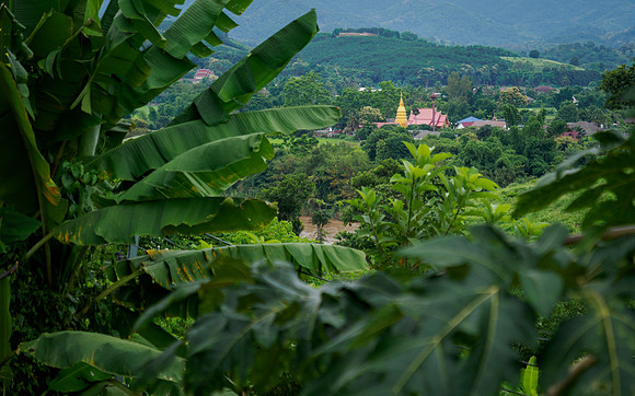 Coffee near Chaing Rai_CMA2556
