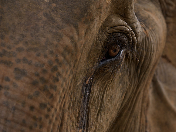 Ruammit Elephant Camp_CMA3131