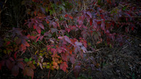 __DSC2974
