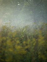 Early Autumn Fog_ANG_5320