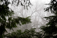 Winter Fog__AMA0400