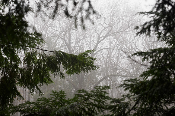 Winter Fog__AMA0400
