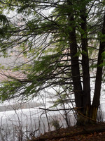 Winter Fog__AMA0396