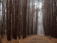 Winter Fog__AMA0446