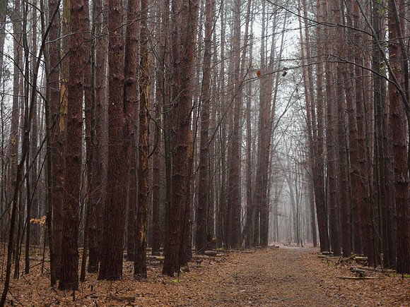 Winter Fog__AMA0446
