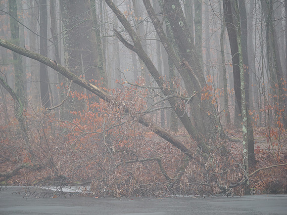 Winter Fog_20240127-_AMA0341-Enhanced-NR