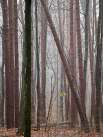 Winter Fog_20240127-_AMA0426-Enhanced-NR
