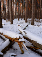 Oak Openings Winter__ANG1243