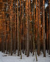 Oak Openings Winter__ANG1244