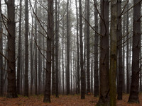 Winter Fog__AMA0369