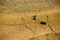 Yellowstone & Grand Teton NP