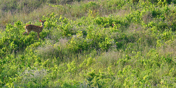 Deer, SBDNL _ANE6377