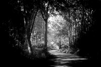 Summer Path__ANE5806