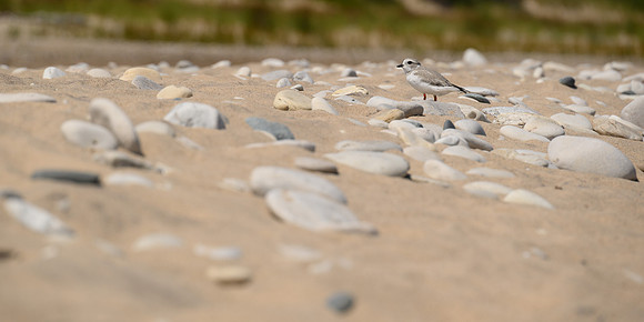 Piping Plover, SBDNL _ANE6261